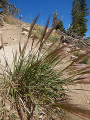 Elymus scribneri