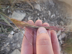 Elymus scribneri