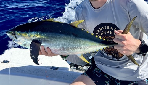 Thunnus, 2025-01-14