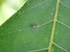 Caryomyia persicoides