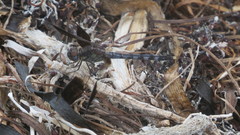 Erythrodiplax umbrata