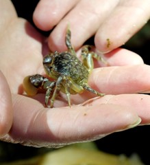 Cyclograpsus granulosus