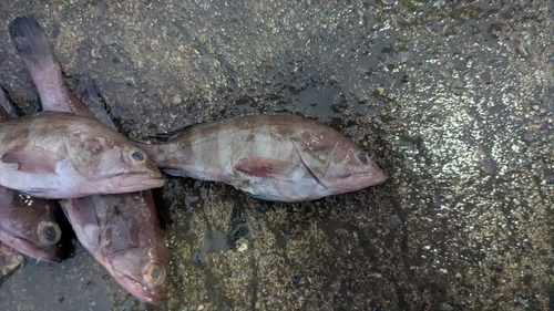 Coral cod (Epinephelus diacanthus) — Serranidae — 5