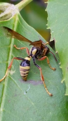 Saygorytes phaleratus