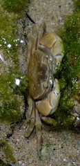 Paragrapsus quadridentatus