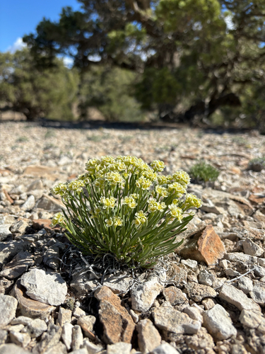 Barneby's pepperweed (Lepidium barnebyanum)