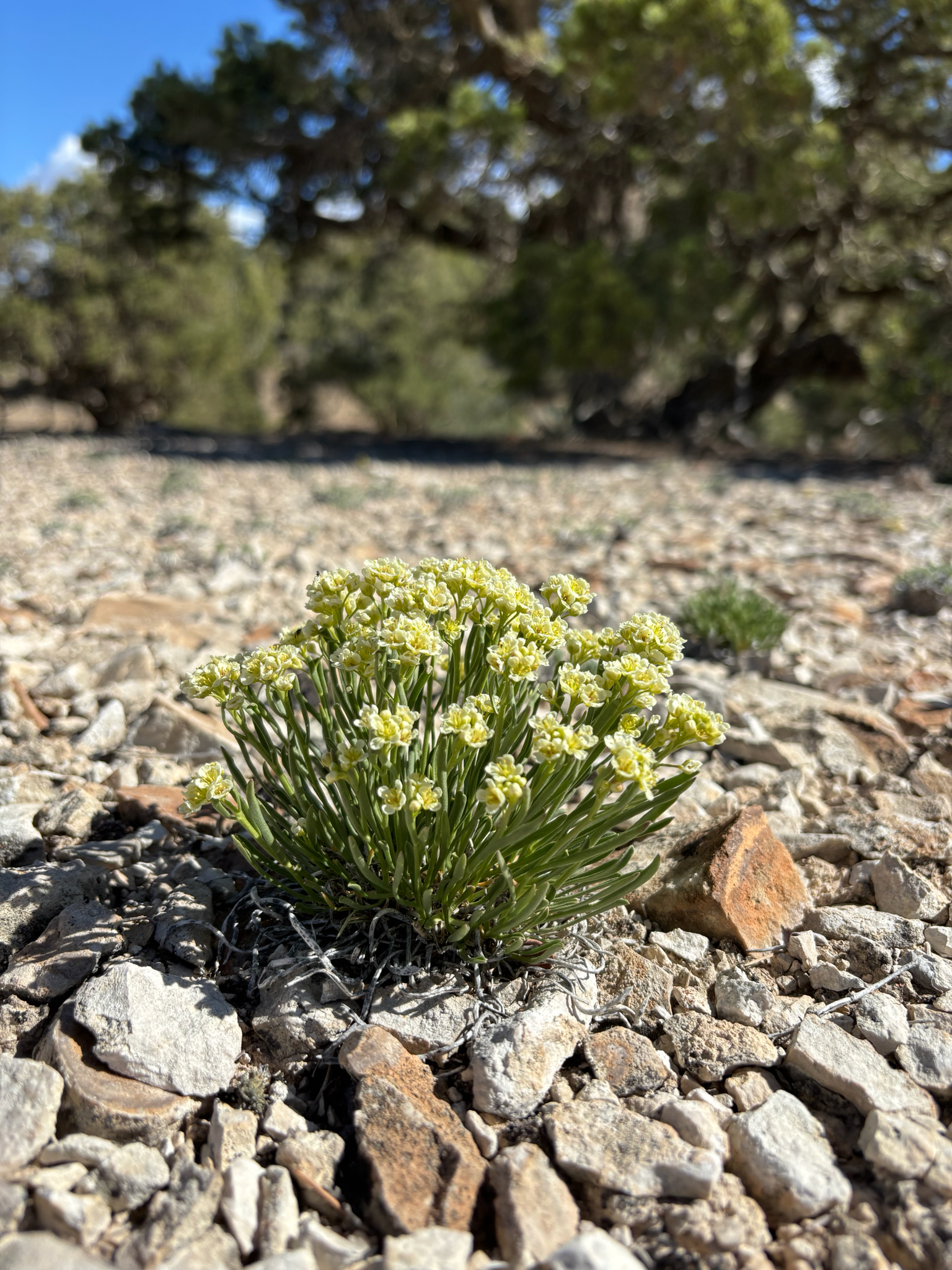 Lepidium barnebyanum