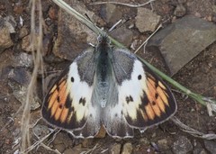 Colotis annae annae