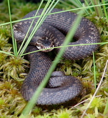 Vipera berus