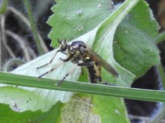 Callinicus pollenius
