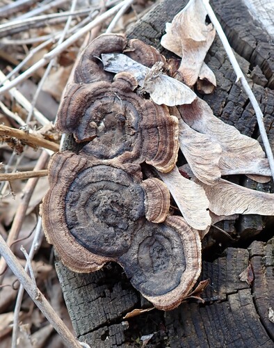 Conifer Mazegill