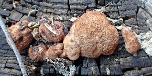 Fungi Including Lichens