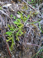 Selaginella helvetica