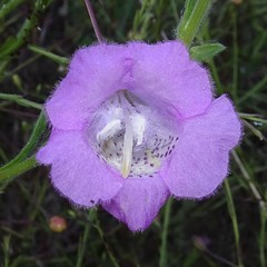 Agalinis strictifolia