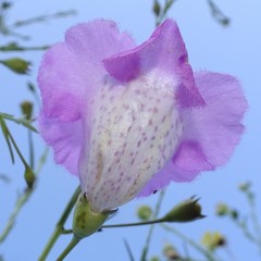 Agalinis strictifolia