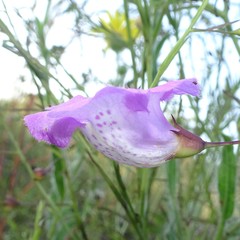 Agalinis strictifolia