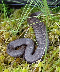 Vipera berus