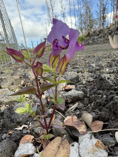 Torenia fournieri observed 2025-05-07
