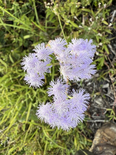 Ageratum houstonianum observed 2025-05-07