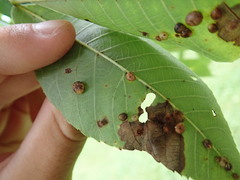 Caryomyia tuberculata