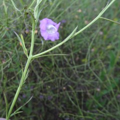 Agalinis strictifolia