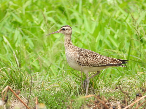 Little Curlew (Numenius minutus)