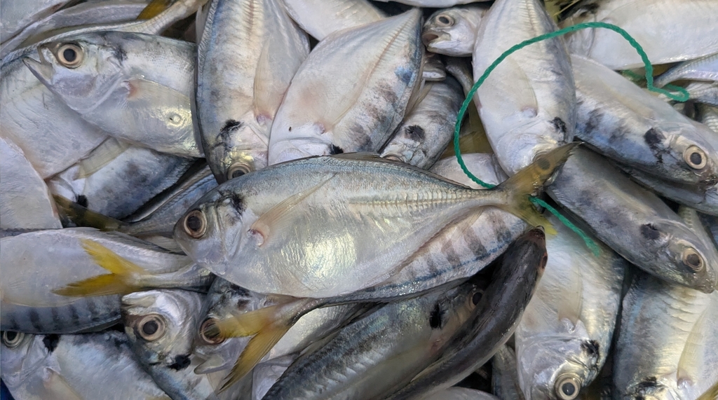 banded scad