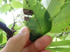 Caryomyia tuberculata