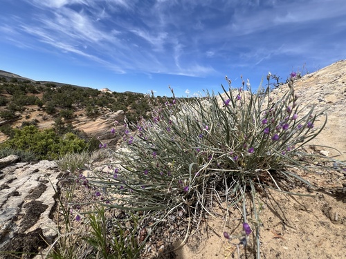 Grass Milkvetch (Astragalus chloodes)