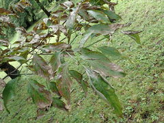 Xylella fastidiosa
