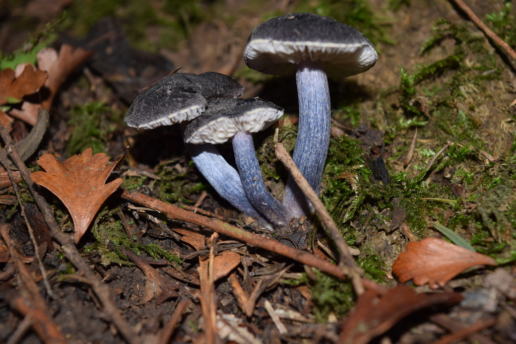 Entoloma kermandii