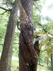 Xylella fastidiosa