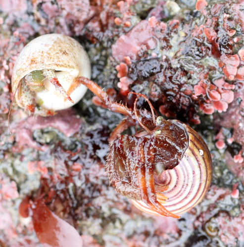 Stevens hermit