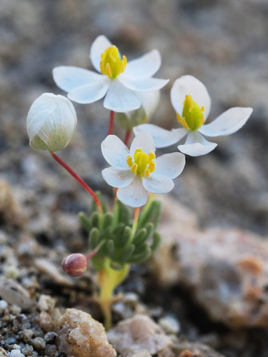 White pygmypoppy (Canbya candida)