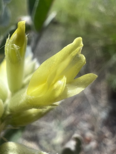 Giant Milkvetch (Astragalus giganteus)