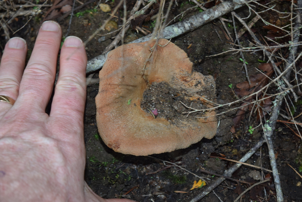 Lactifluus clarkeae