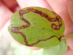 Stigmella rhamnicola