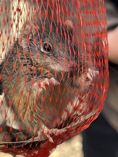 Yellow-footed Antechinus (Antechinus flavipes)