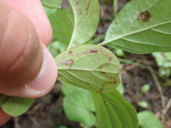 Stigmella rhamnicola