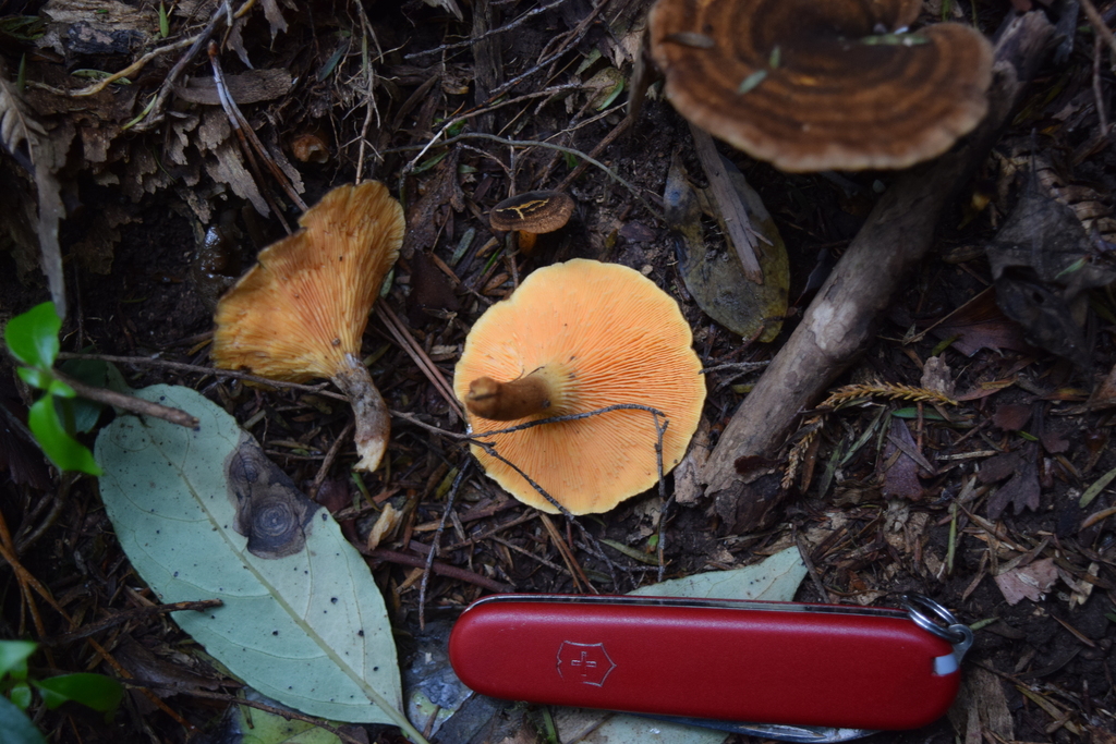 Hygrophoropsis umbriceps