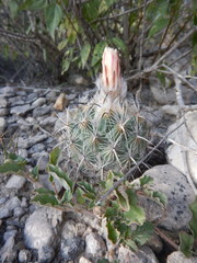 Coryphantha pallida