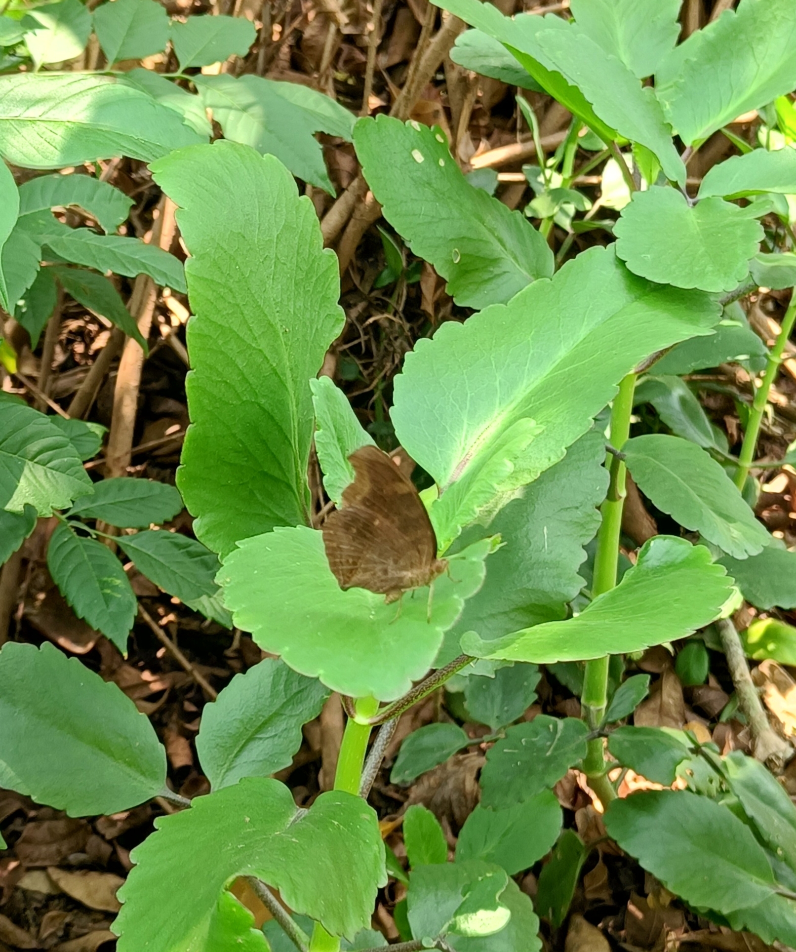 Chocolate Pansy