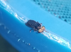 Cerotainia