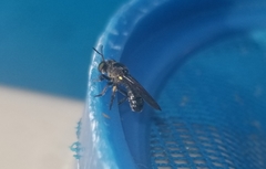 Cerotainia