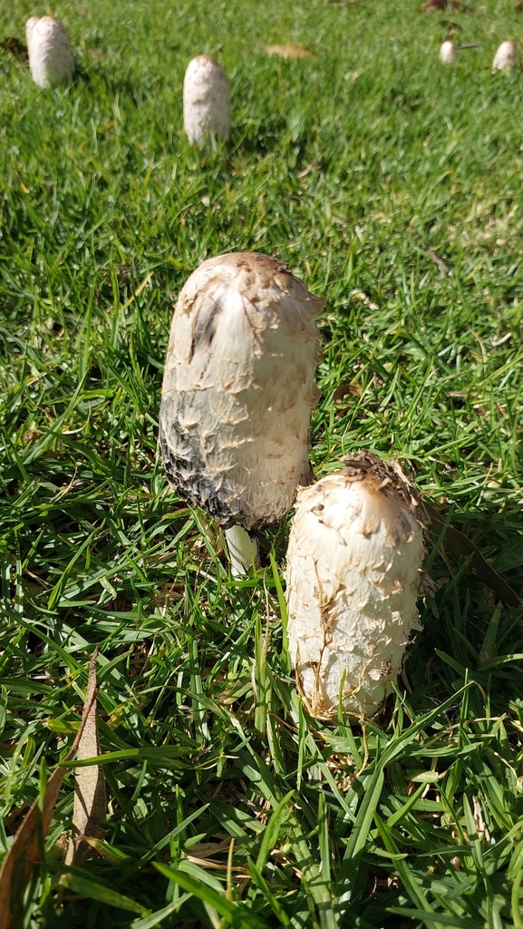 Coprinus comatus · May 2025 · photo: © sandyp09 (iNaturalist, cc0)