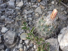 Coryphantha pallida