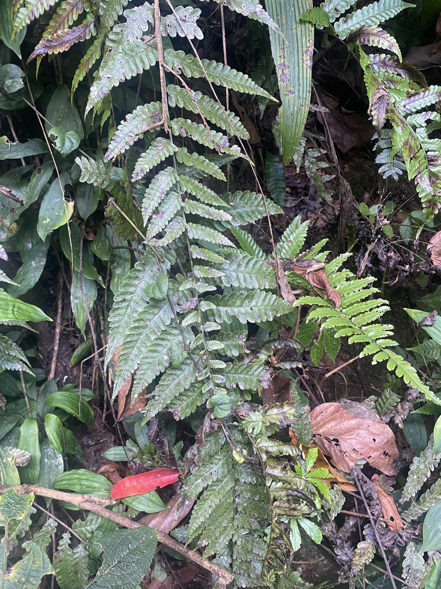 Bolbitis sinensis (Bolbitis sinensis)
