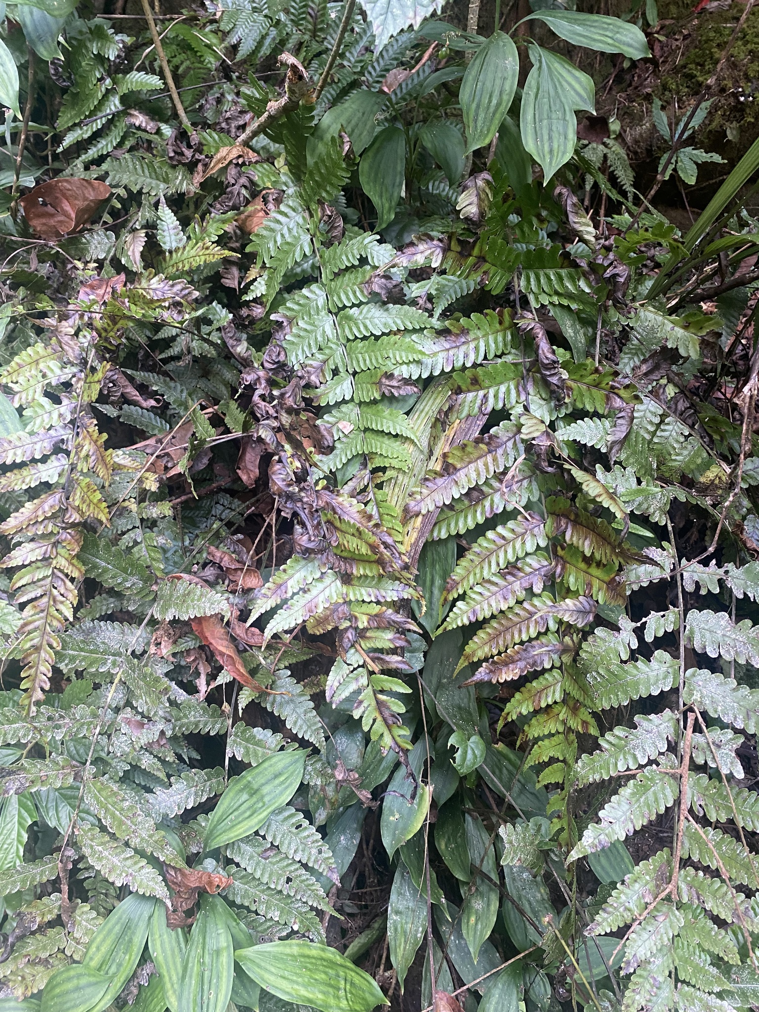 Bolbitis sinensis — ảnh 2