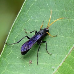 Ichneumon centrator