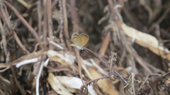 Brephidium pseudofea